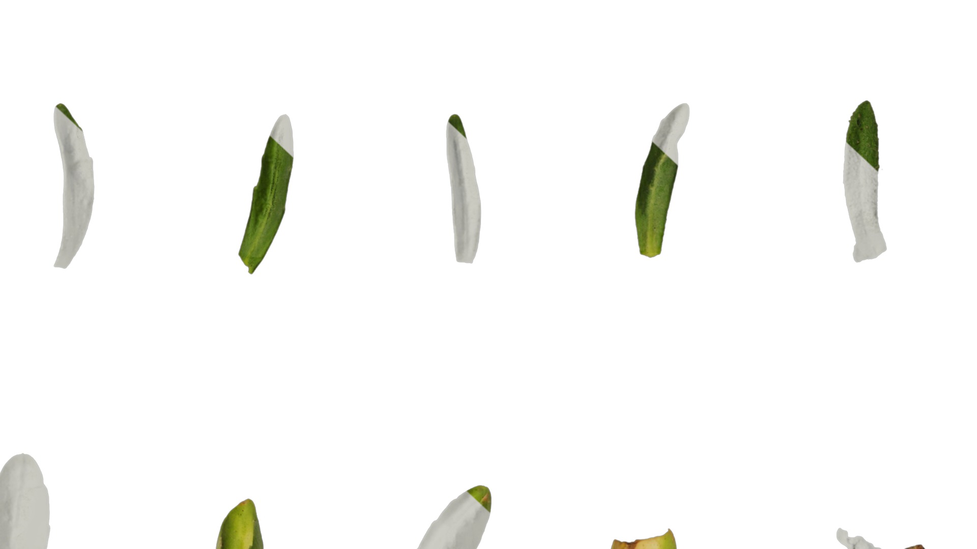 Anydrafts Lobelia erinus Leaf 01 Texture_7