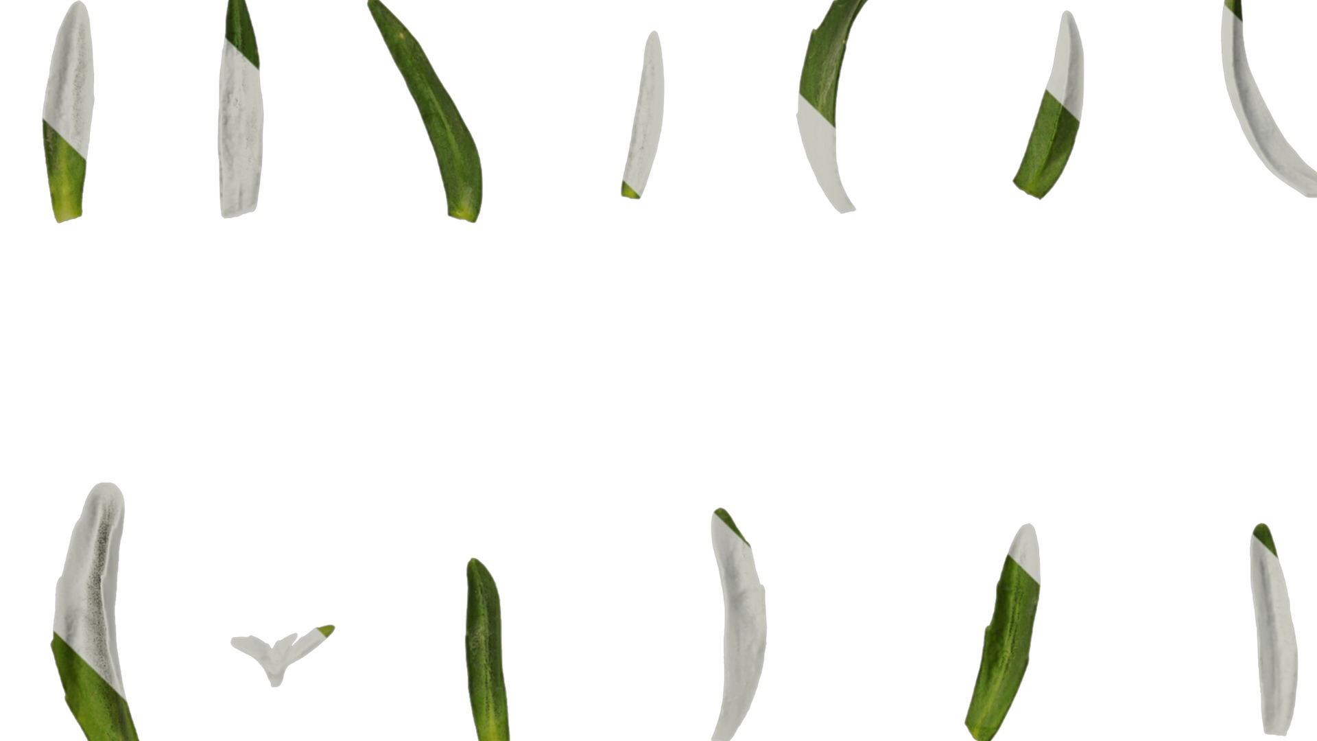 Anydrafts Lobelia erinus Leaf 01 Texture_3