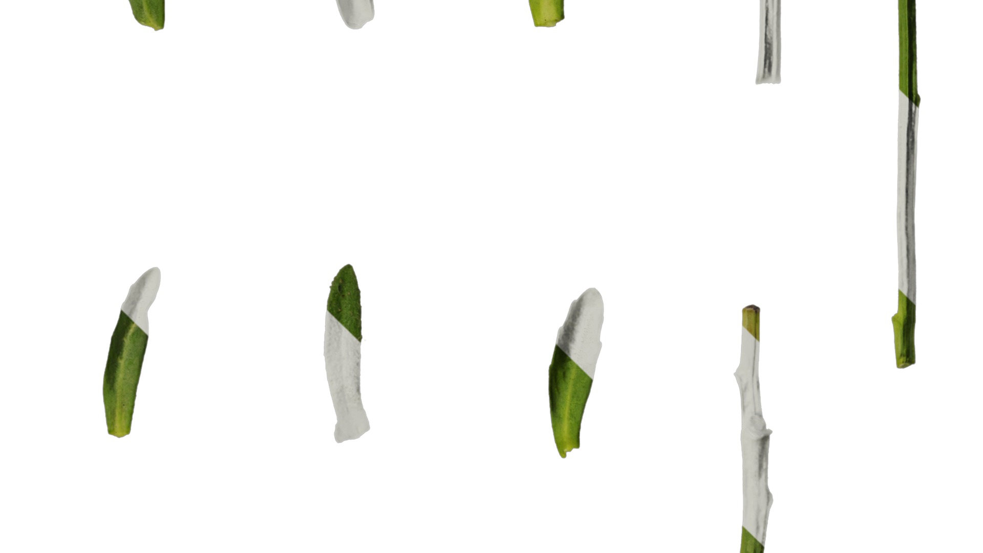 Anydrafts Lobelia erinus Leaf 01 Texture_4