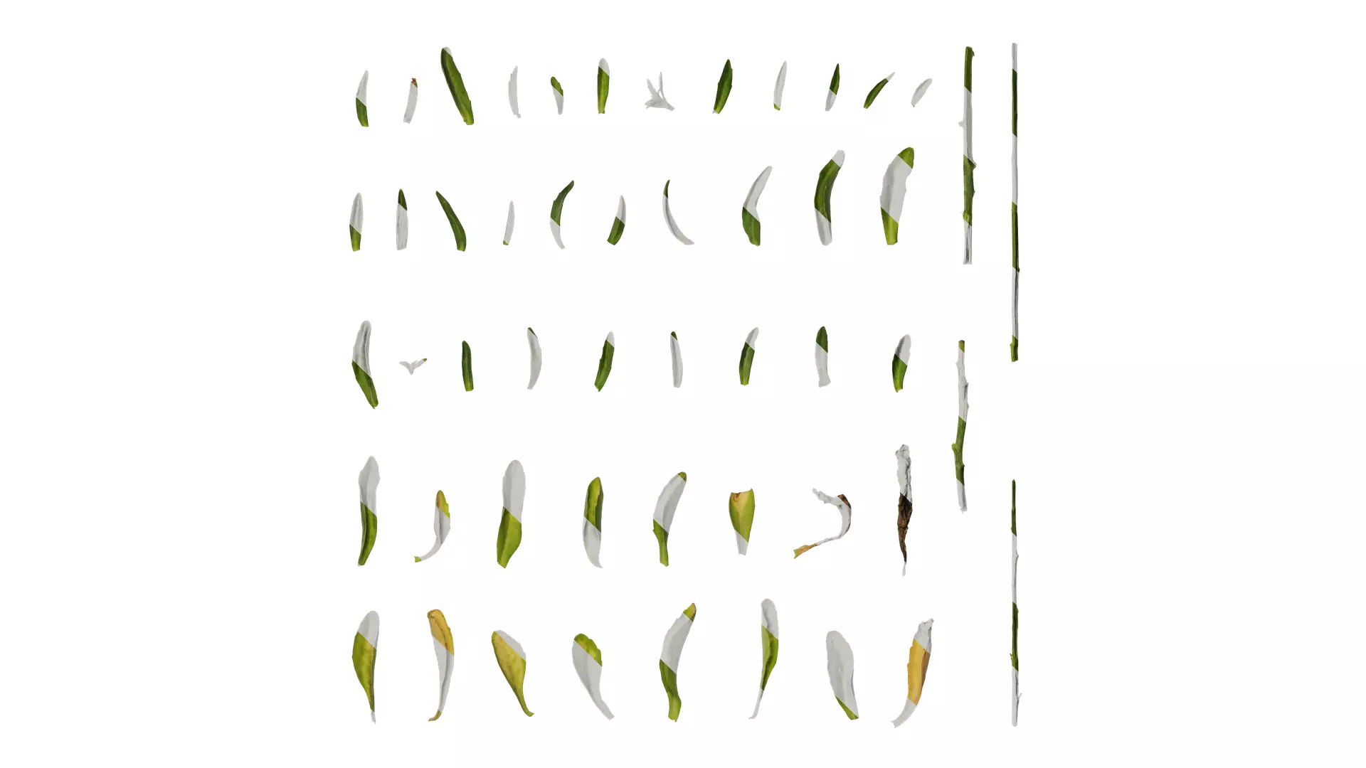 Anydrafts Lobelia erinus Leaf 01 Texture_0