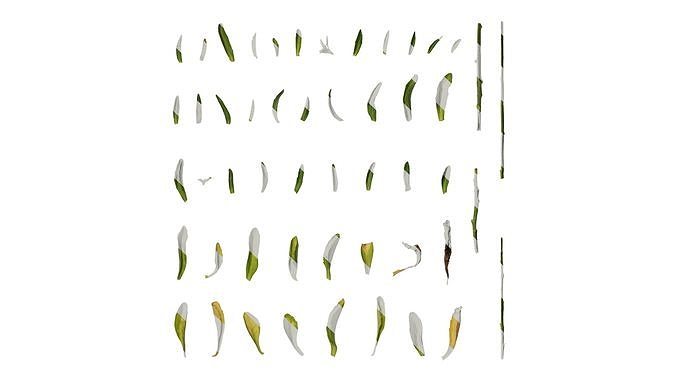 Anydrafts Lobelia erinus Leaf 01 Texture