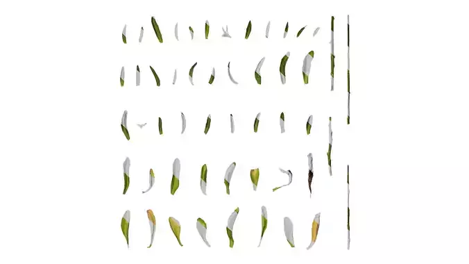 Anydrafts Lobelia erinus Leaf 01