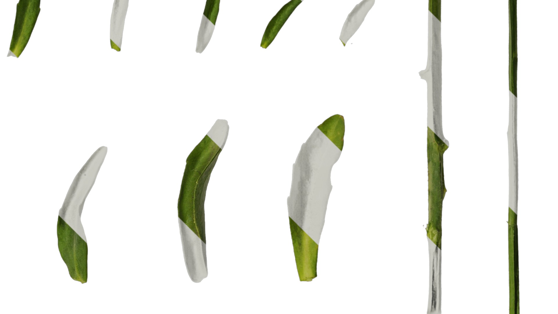 Anydrafts Lobelia erinus Leaf 01 Texture_2