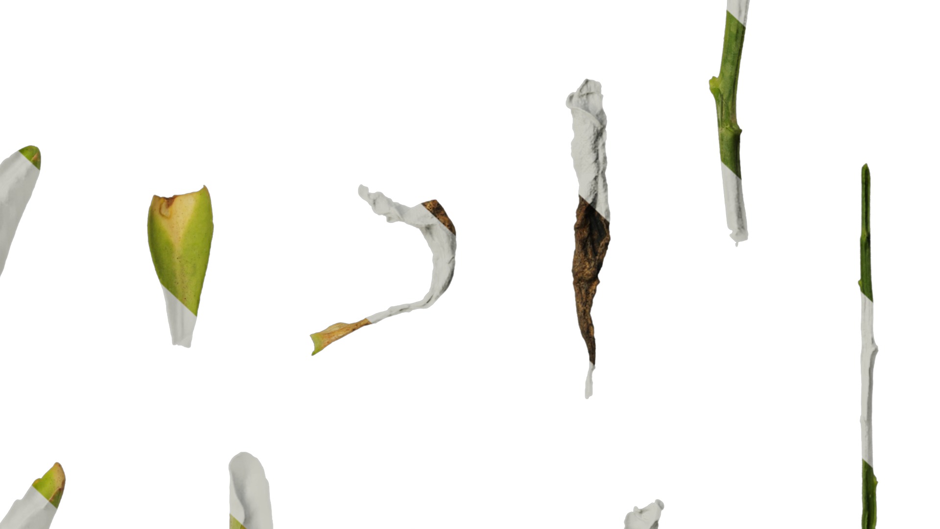 Anydrafts Lobelia erinus Leaf 01 Texture_6