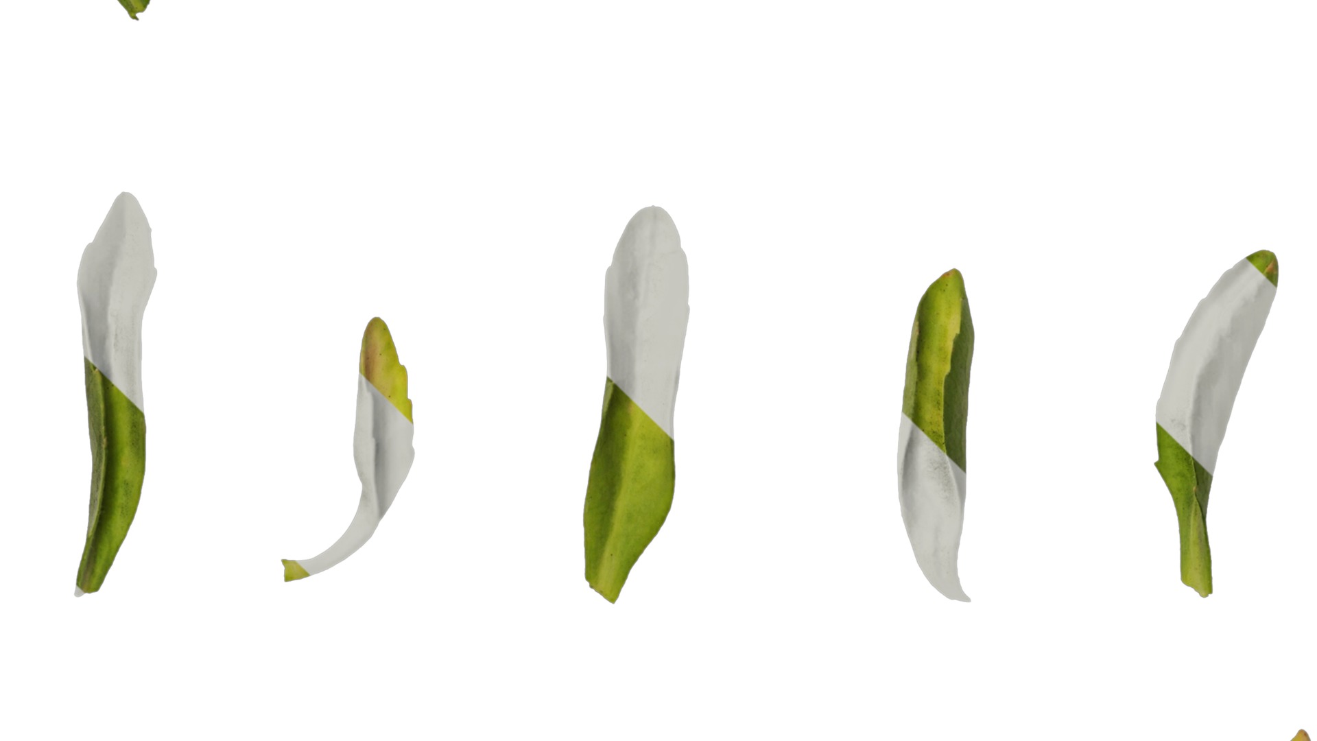 Anydrafts Lobelia erinus Leaf 01 Texture_5