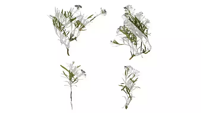 Anydrafts Lobularia maritima Atlas 01