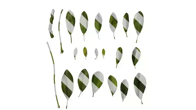 Anydrafts Heptapleurum heptaphyllum Leaf 05