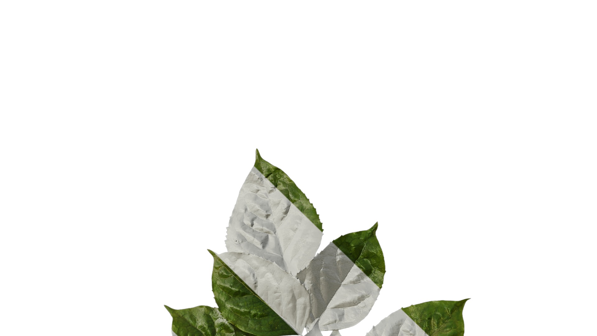 Anydrafts Heteropanax fragrans Atlas 03 Texture_1