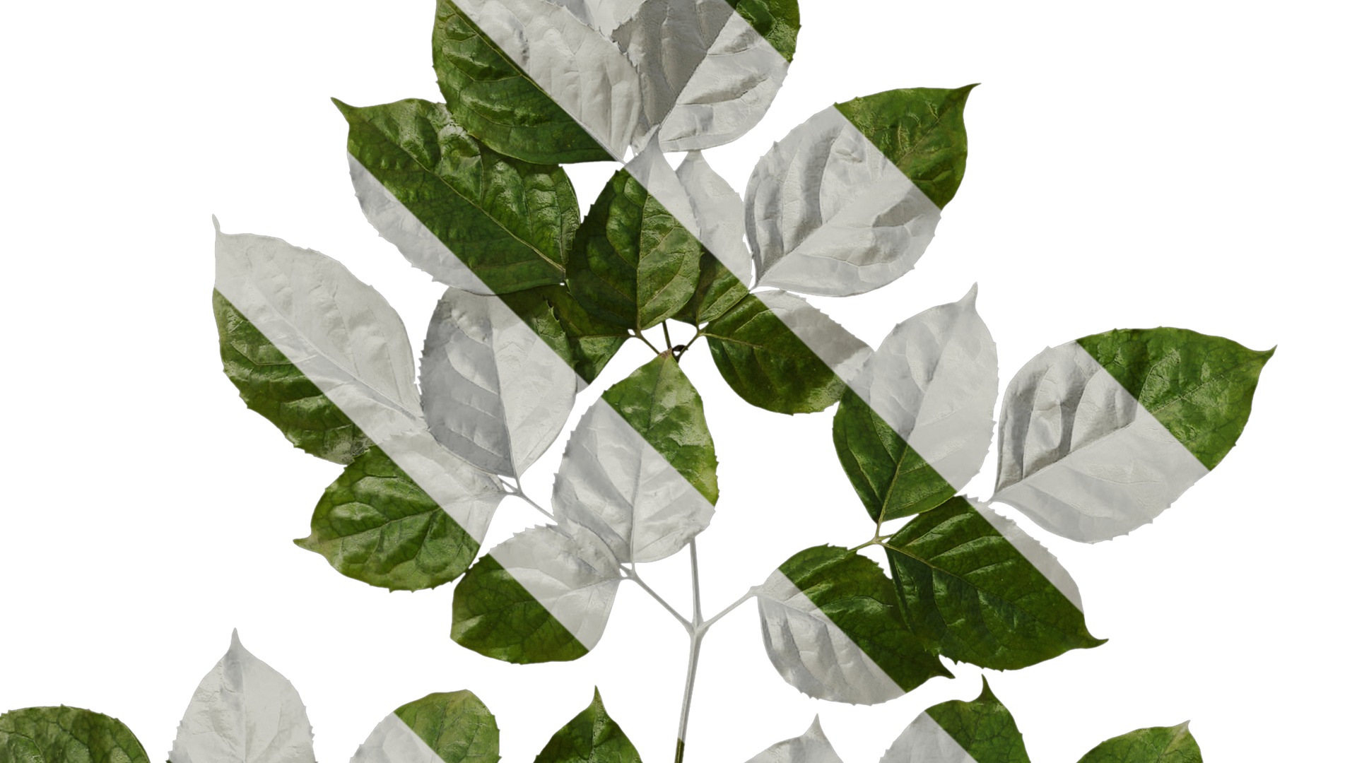 Anydrafts Heteropanax fragrans Atlas 03 Texture_3