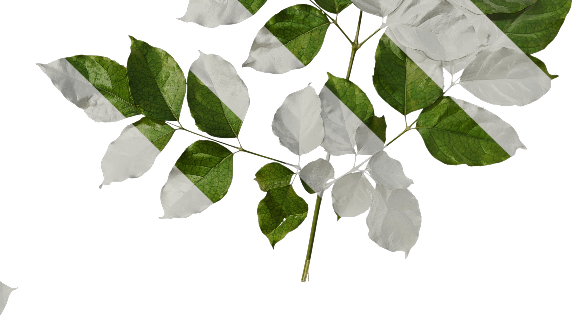 Anydrafts Heteropanax fragrans Atlas 03 Texture_4