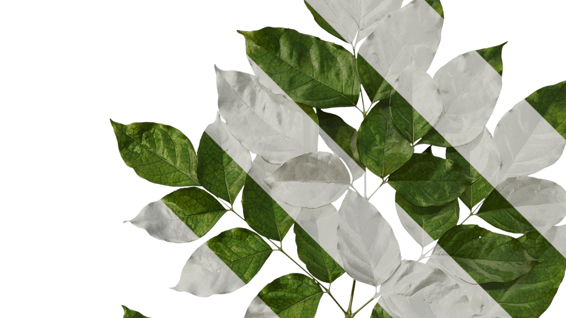 Anydrafts Heteropanax fragrans Atlas 03 Texture_2