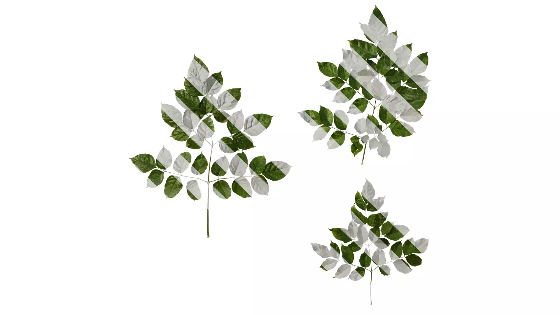 Anydrafts Heteropanax fragrans Atlas 03 Texture_0