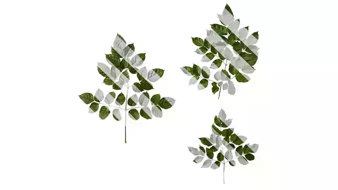 Anydrafts Heteropanax fragrans Atlas 03