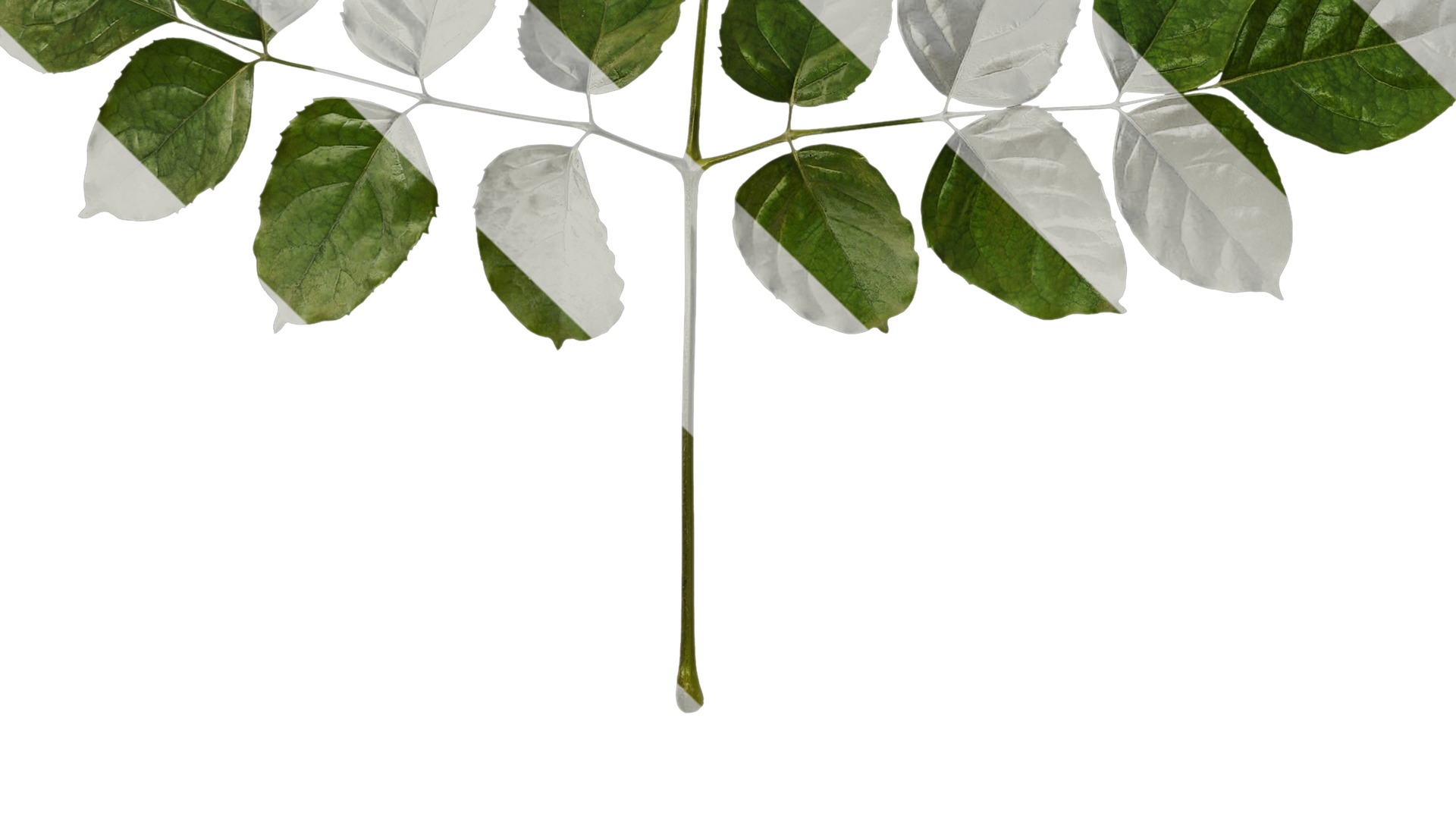 Anydrafts Heteropanax fragrans Atlas 03 Texture_5