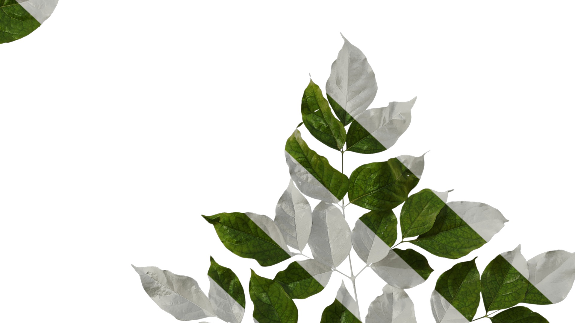 Anydrafts Heteropanax fragrans Atlas 03 Texture_6