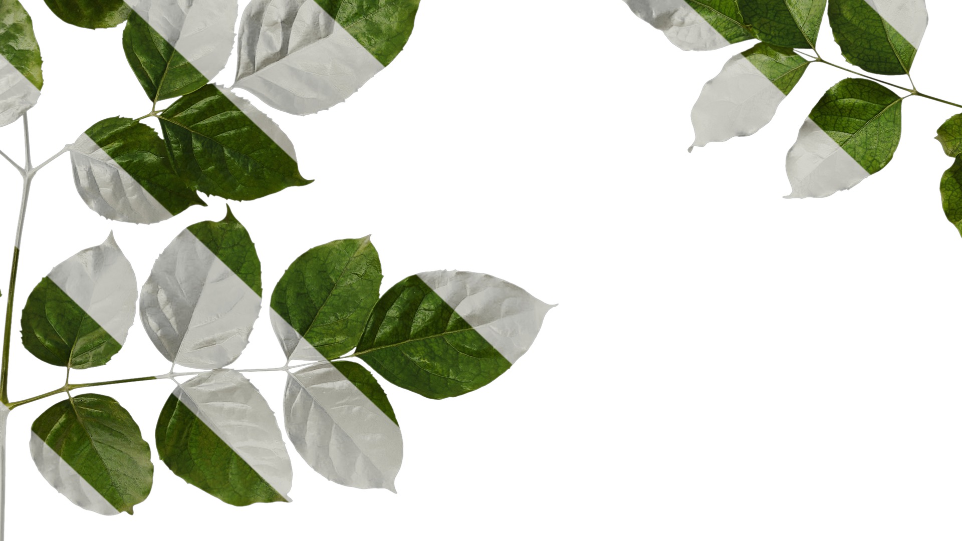 Anydrafts Heteropanax fragrans Atlas 03 Texture_7