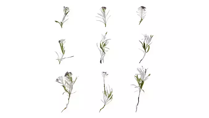 Anydrafts Lobularia maritima Atlas 02