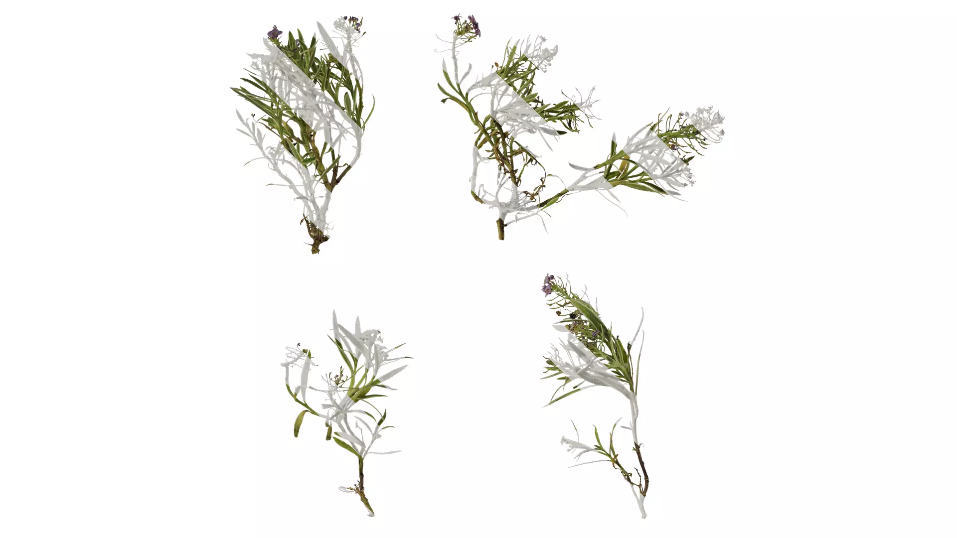 Anydrafts Lobularia maritima Atlas 03 Texture_0