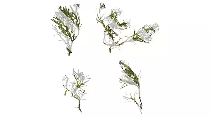 Anydrafts Lobularia maritima Atlas 03