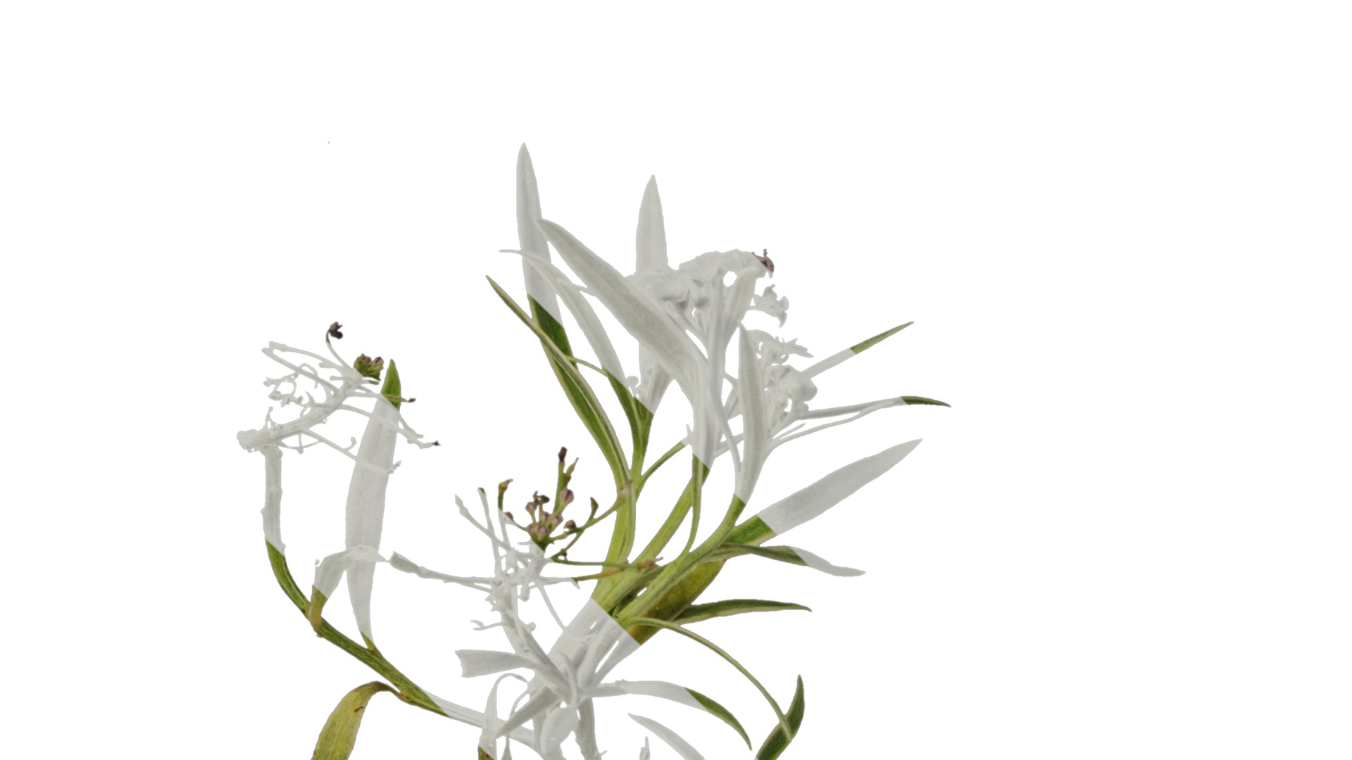 Anydrafts Lobularia maritima Atlas 03 Texture_5