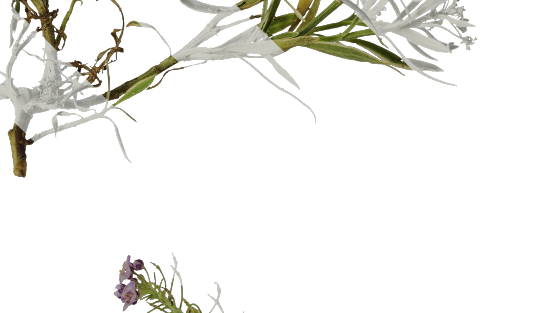 Anydrafts Lobularia maritima Atlas 03 Texture_4