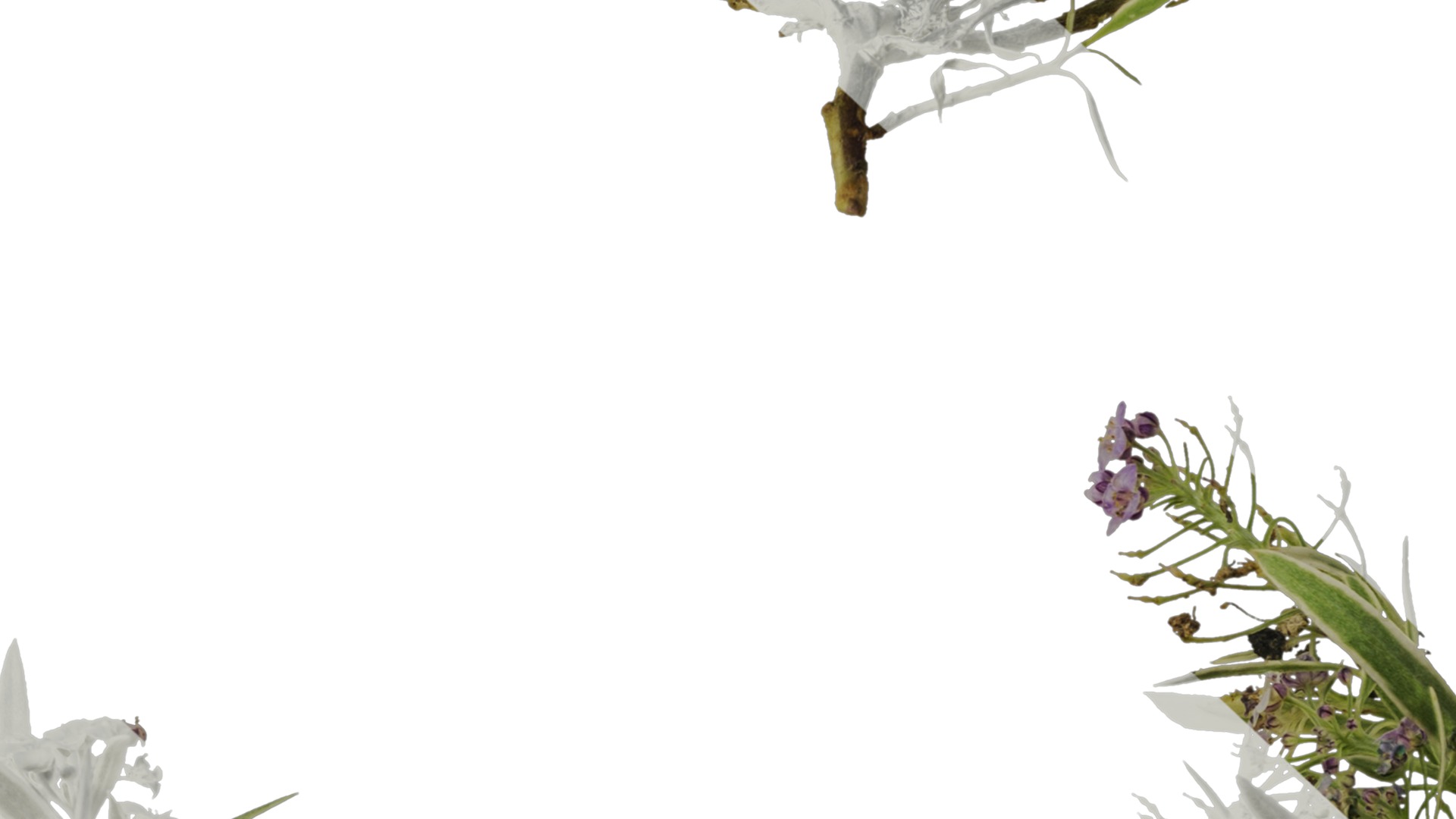 Anydrafts Lobularia maritima Atlas 03 Texture_7