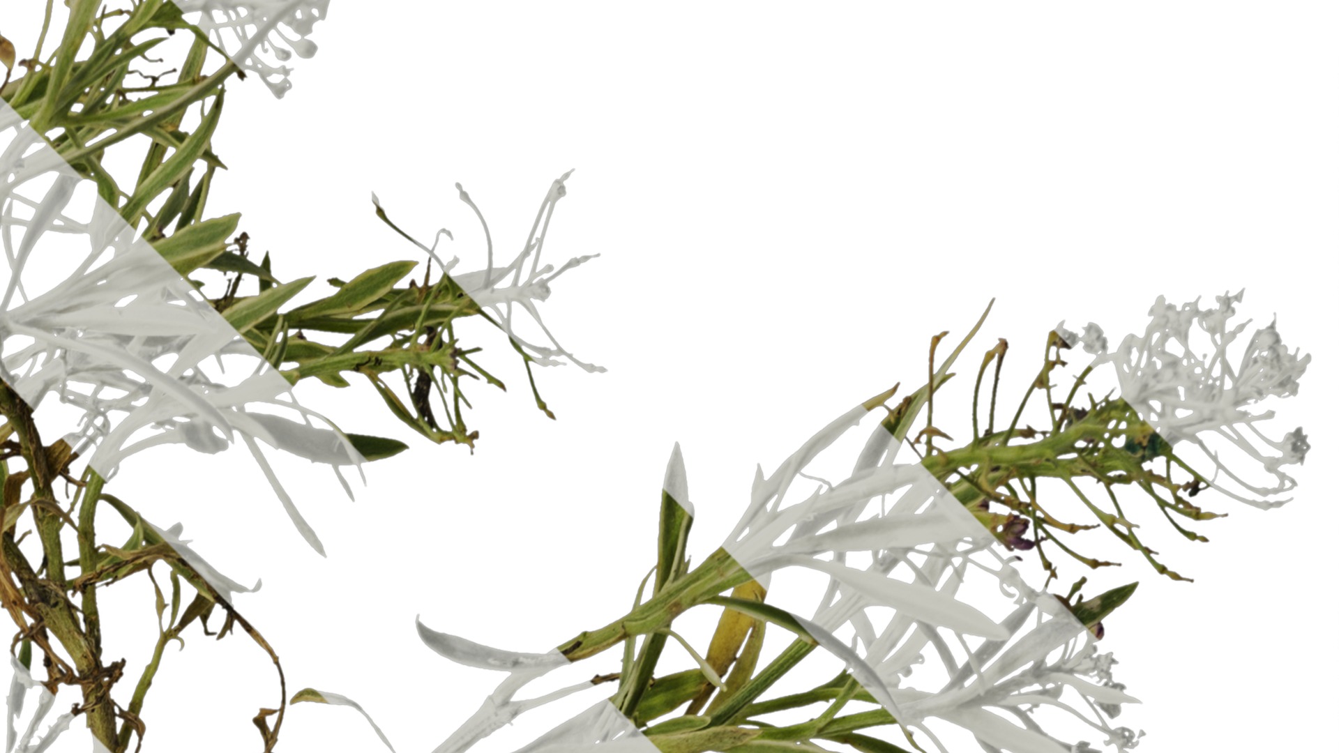 Anydrafts Lobularia maritima Atlas 03 Texture_2