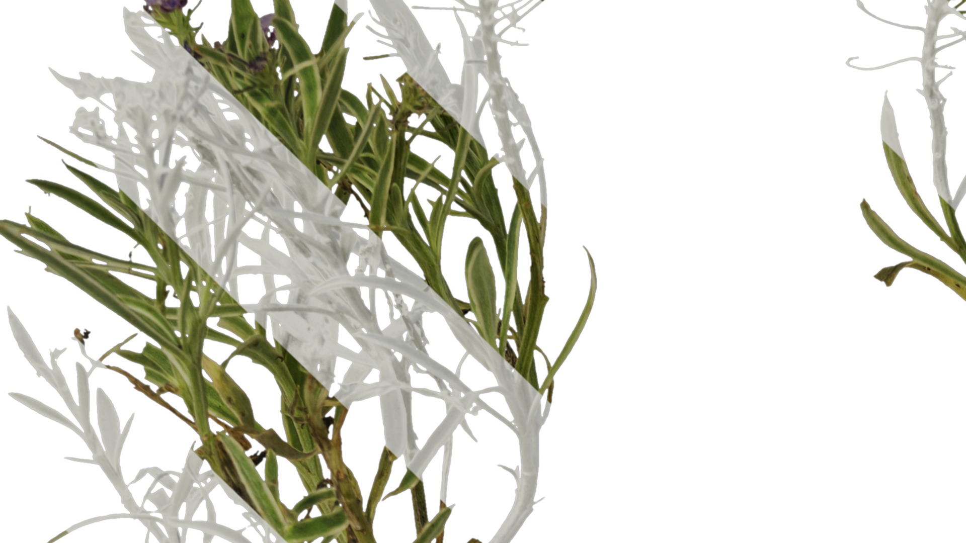 Anydrafts Lobularia maritima Atlas 03 Texture_1