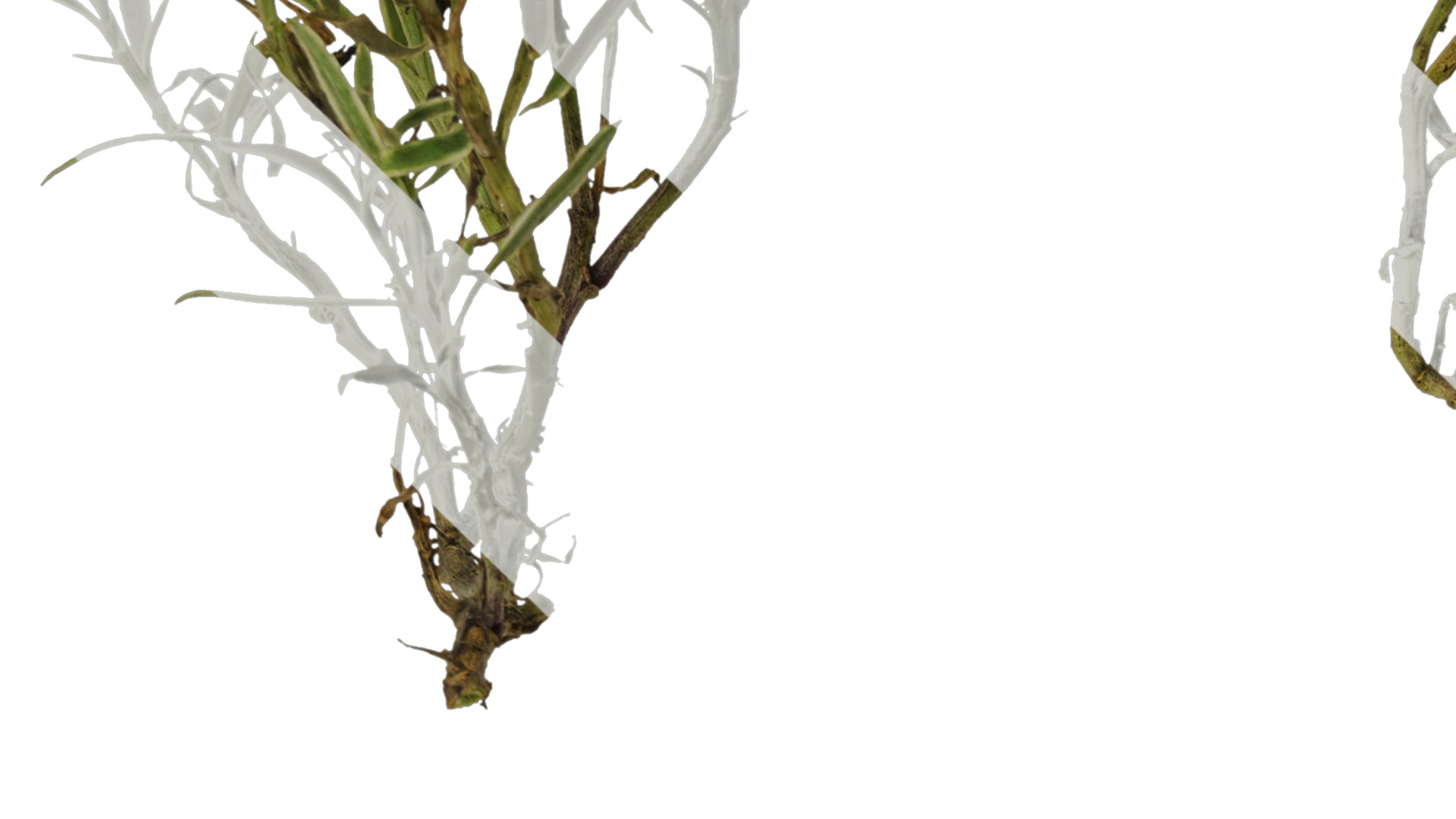 Anydrafts Lobularia maritima Atlas 03 Texture_3