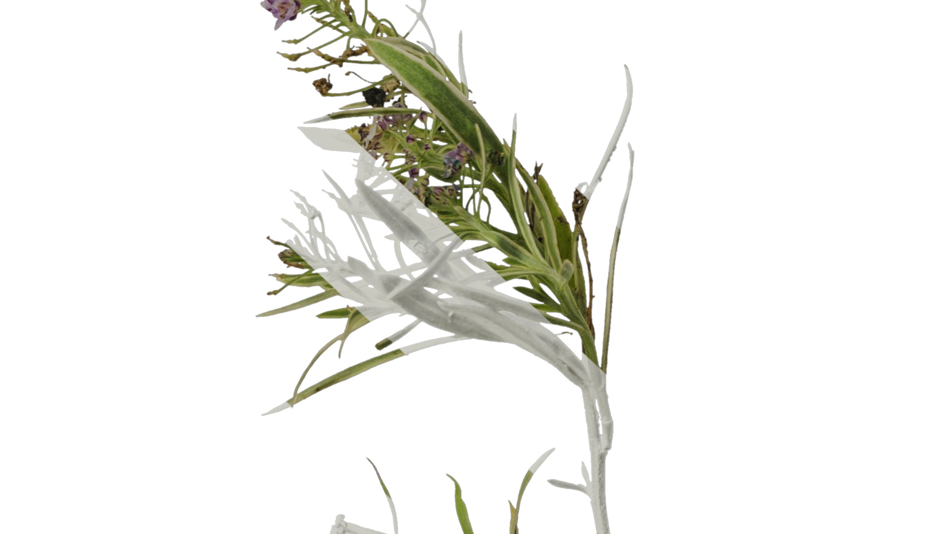 Anydrafts Lobularia maritima Atlas 03 Texture_6