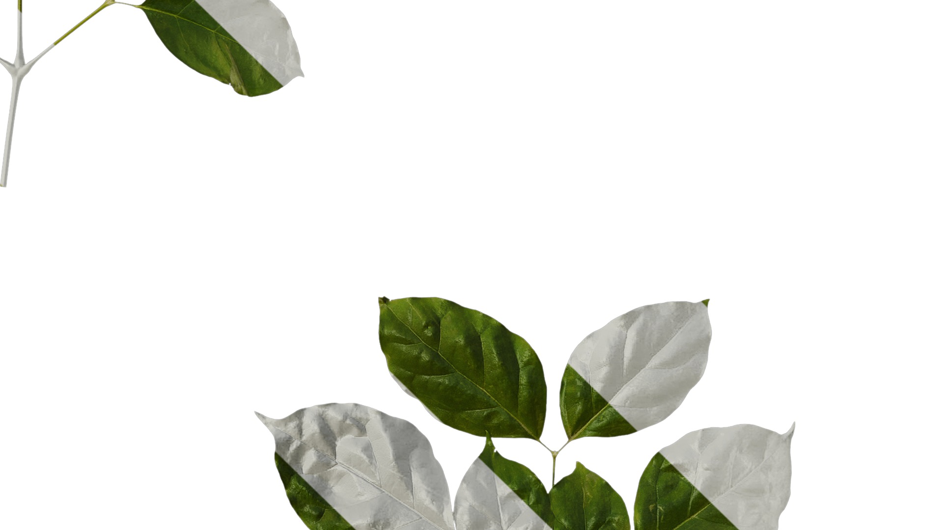 Anydrafts Heteropanax fragrans Atlas 05 Texture_4