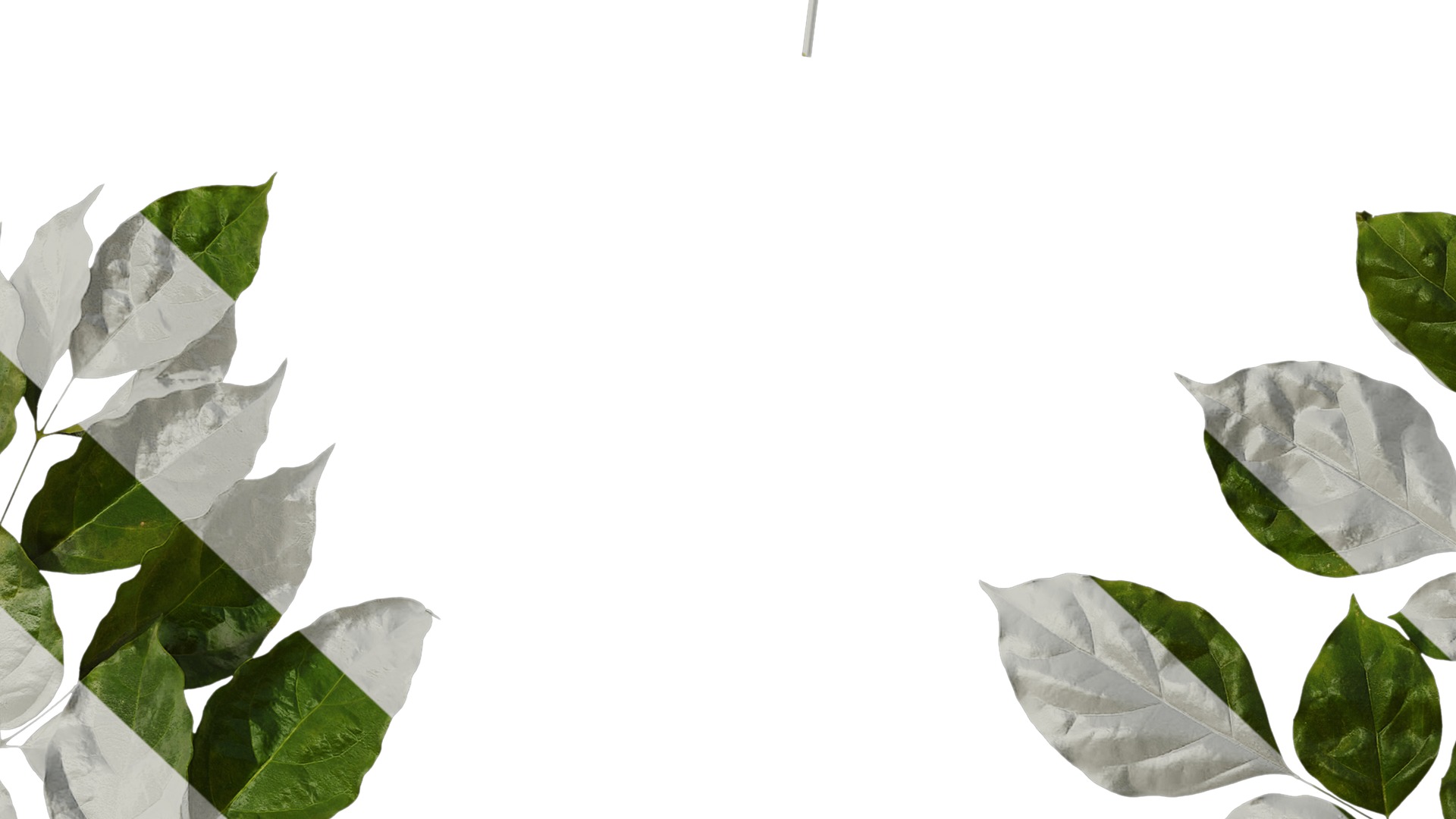 Anydrafts Heteropanax fragrans Atlas 05 Texture_7