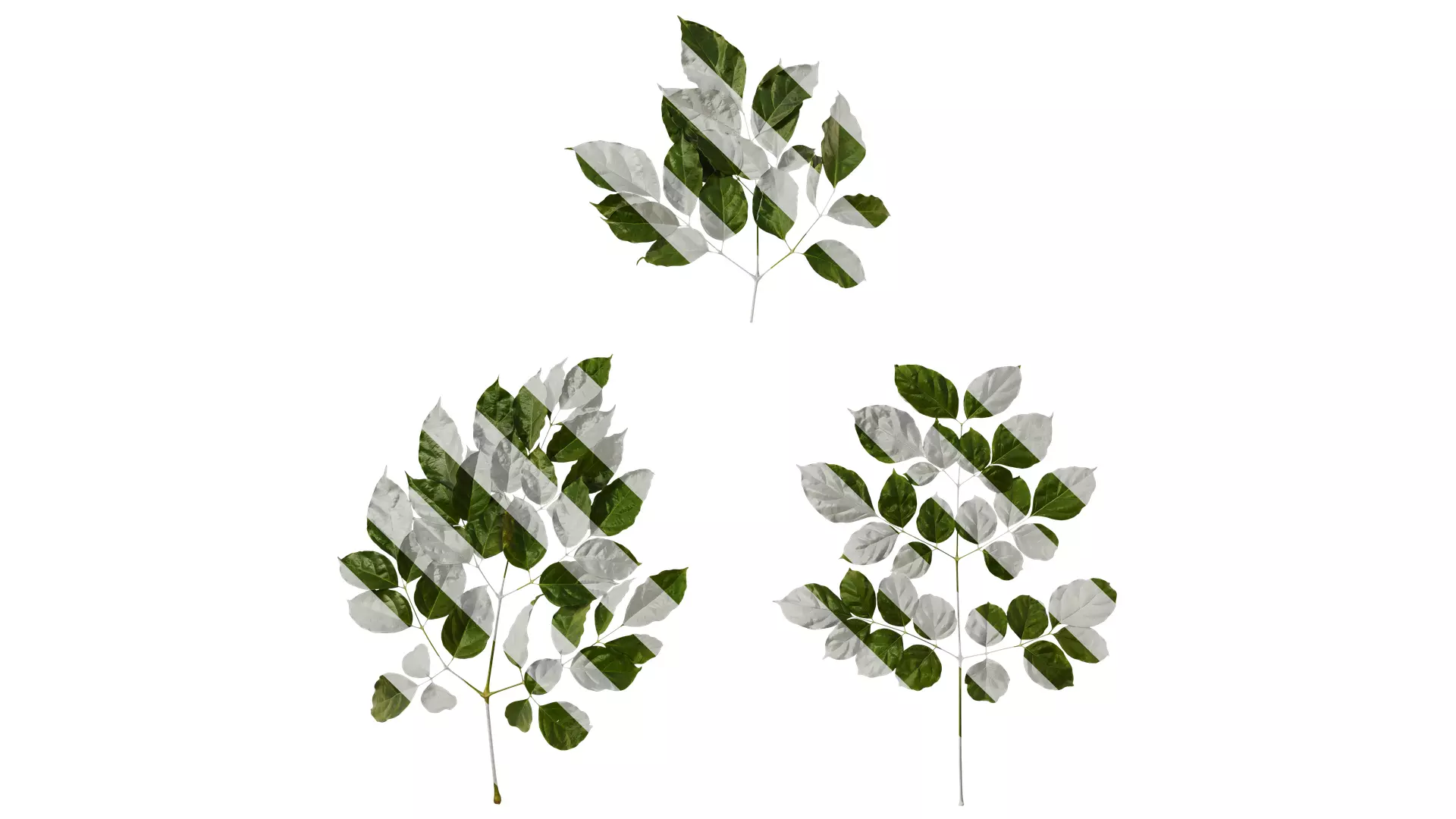 Anydrafts Heteropanax fragrans Atlas 05 Texture_0