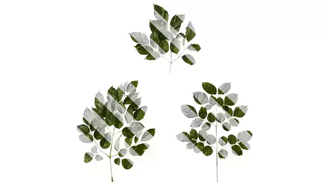 Anydrafts Heteropanax fragrans Atlas 05