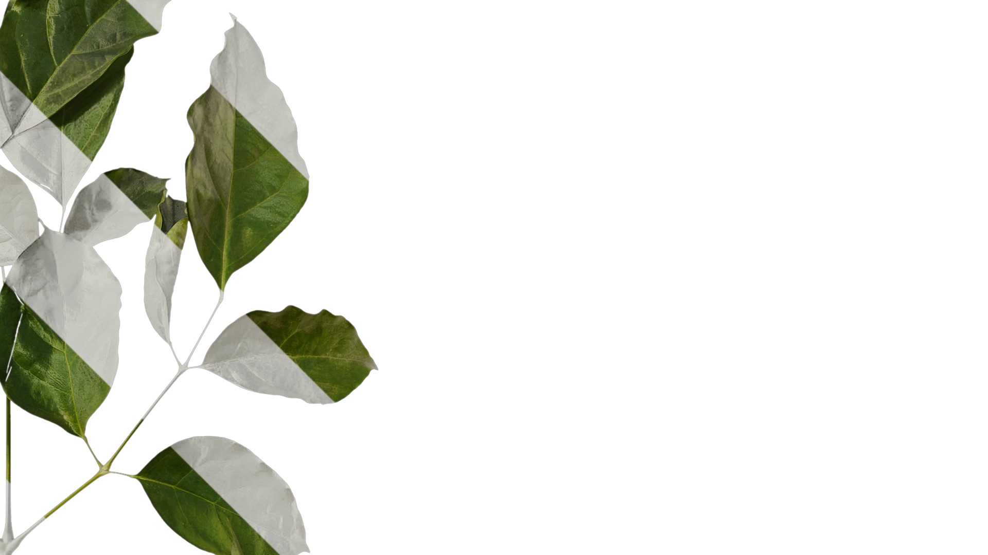 Anydrafts Heteropanax fragrans Atlas 05 Texture_2