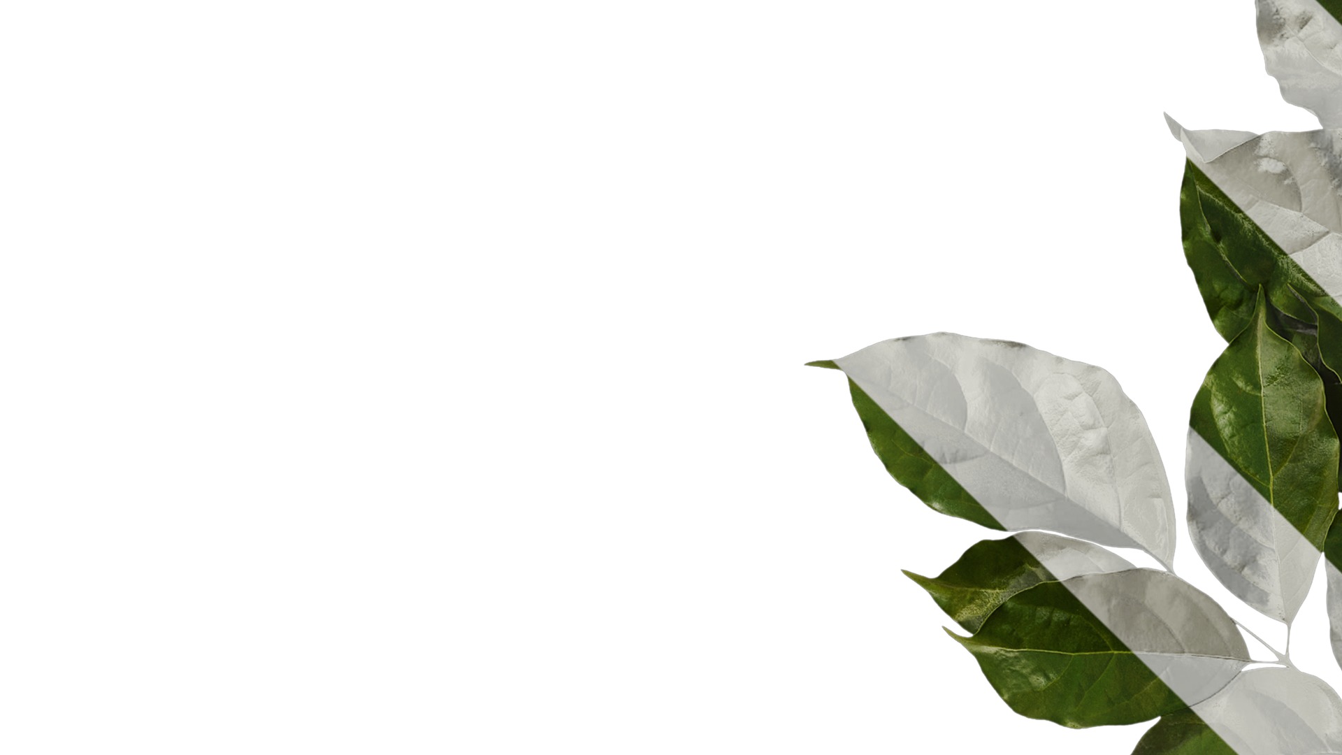 Anydrafts Heteropanax fragrans Atlas 05 Texture_1