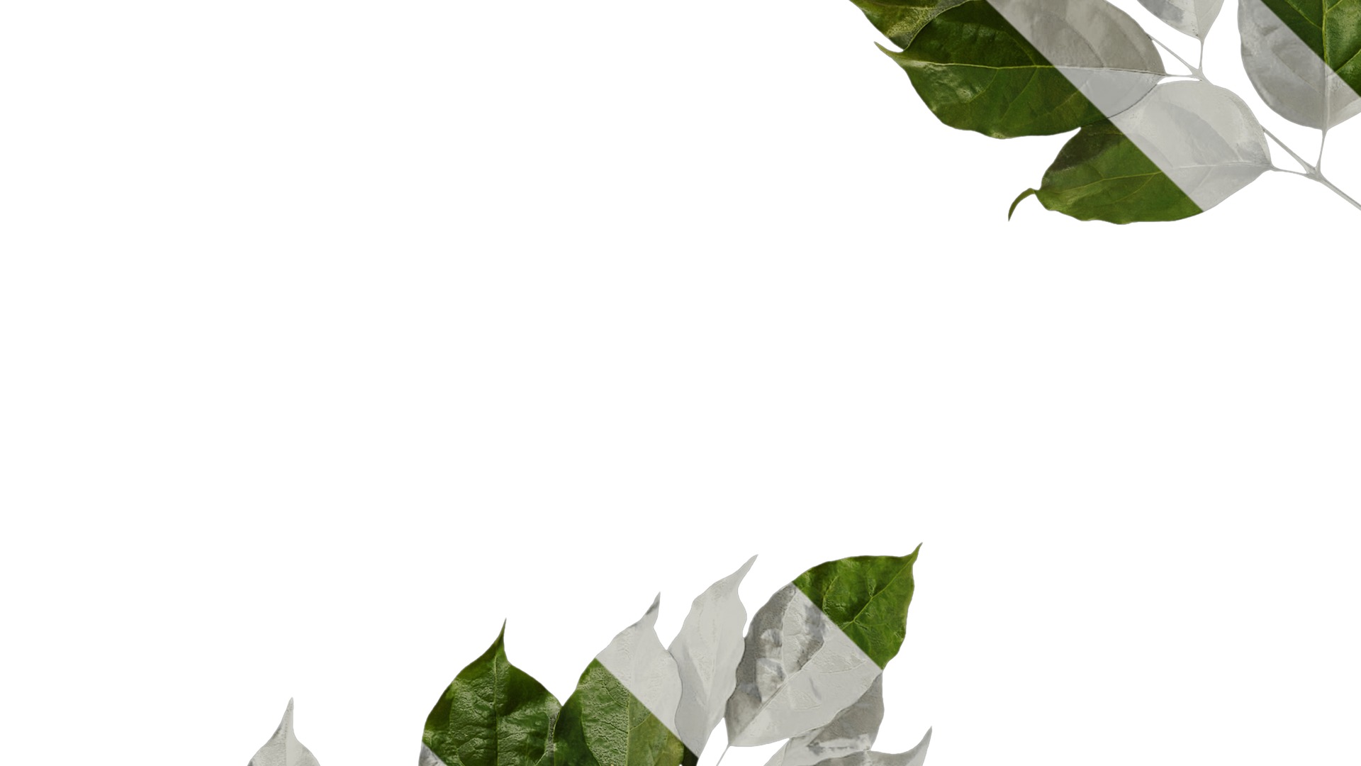 Anydrafts Heteropanax fragrans Atlas 05 Texture_3