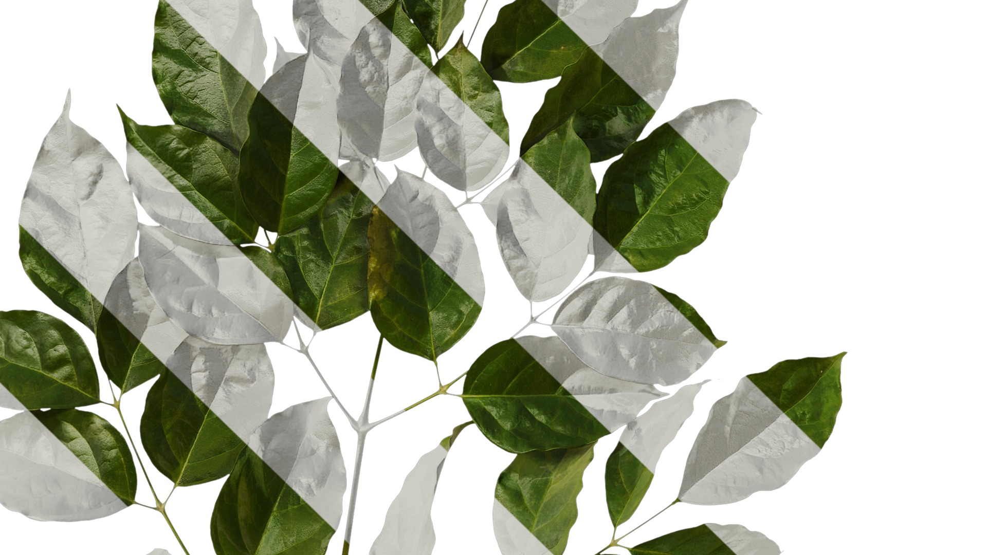 Anydrafts Heteropanax fragrans Atlas 05 Texture_5