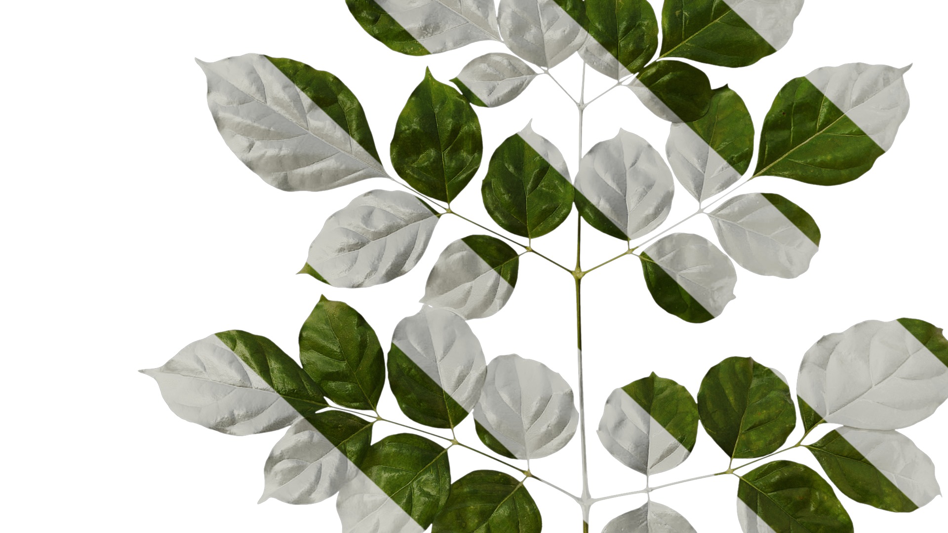 Anydrafts Heteropanax fragrans Atlas 05 Texture_6