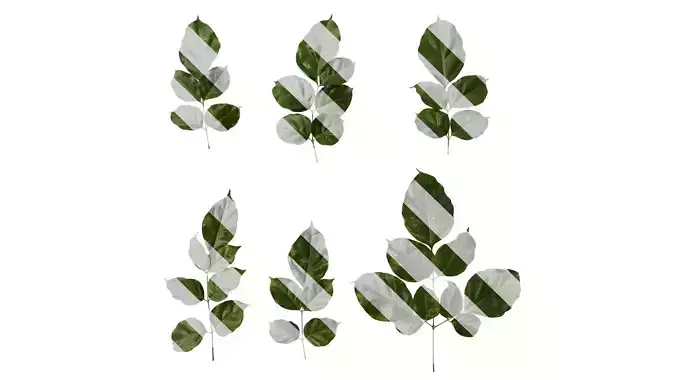 Anydrafts Heteropanax fragrans Atlas 06