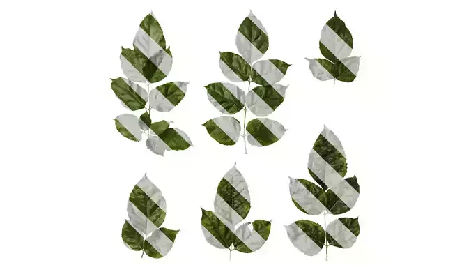 Anydrafts Heteropanax fragrans Atlas 07