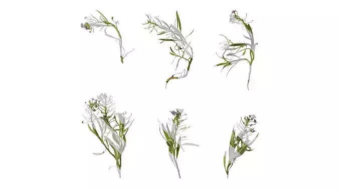 Anydrafts Lobularia maritima Atlas 04