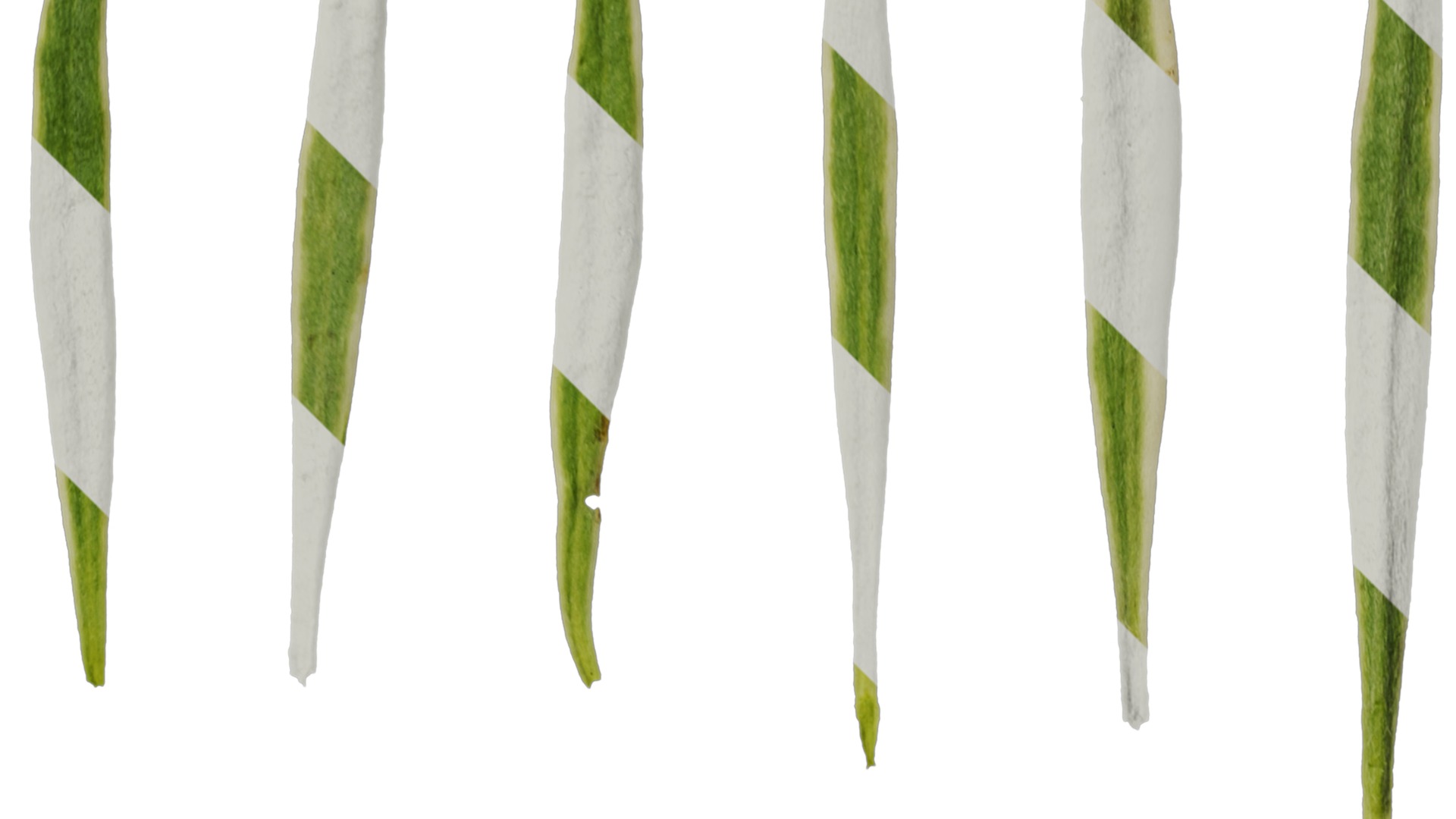 Anydrafts Lobularia maritima Atlas 05 Texture_2