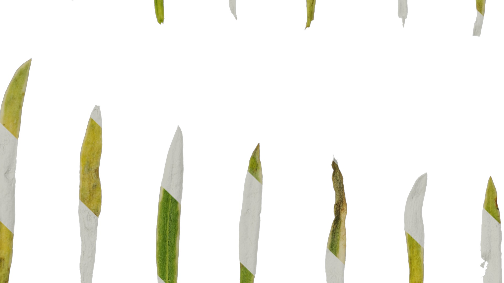 Anydrafts Lobularia maritima Atlas 05 Texture_3