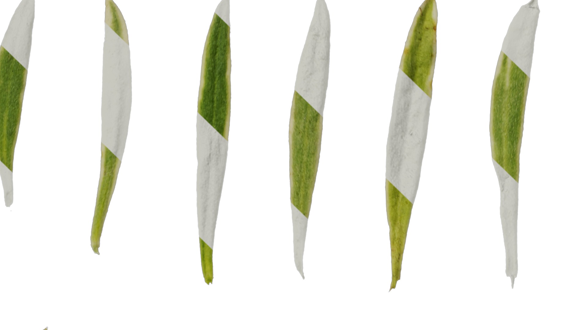 Anydrafts Lobularia maritima Atlas 05 Texture_1