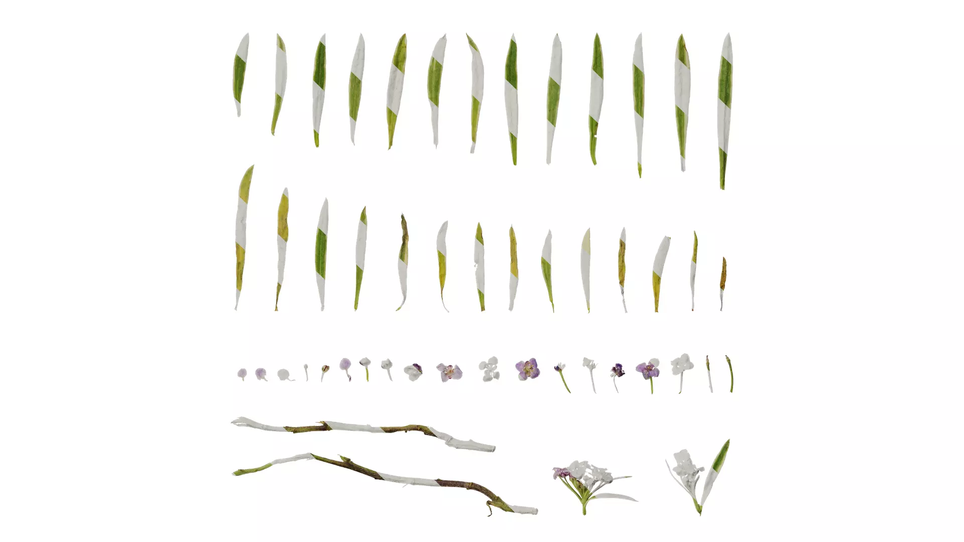 Anydrafts Lobularia maritima Atlas 05 Texture_0