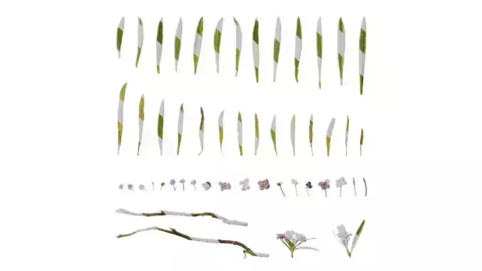 Anydrafts Lobularia maritima Atlas 05 Texture
