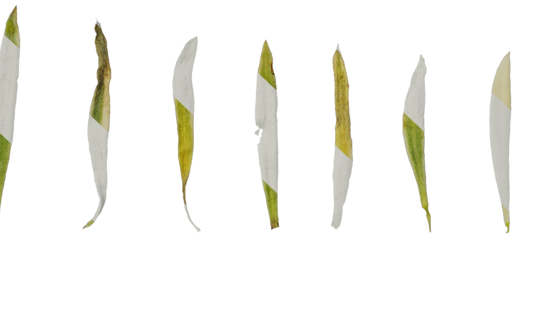 Anydrafts Lobularia maritima Atlas 05 Texture_7