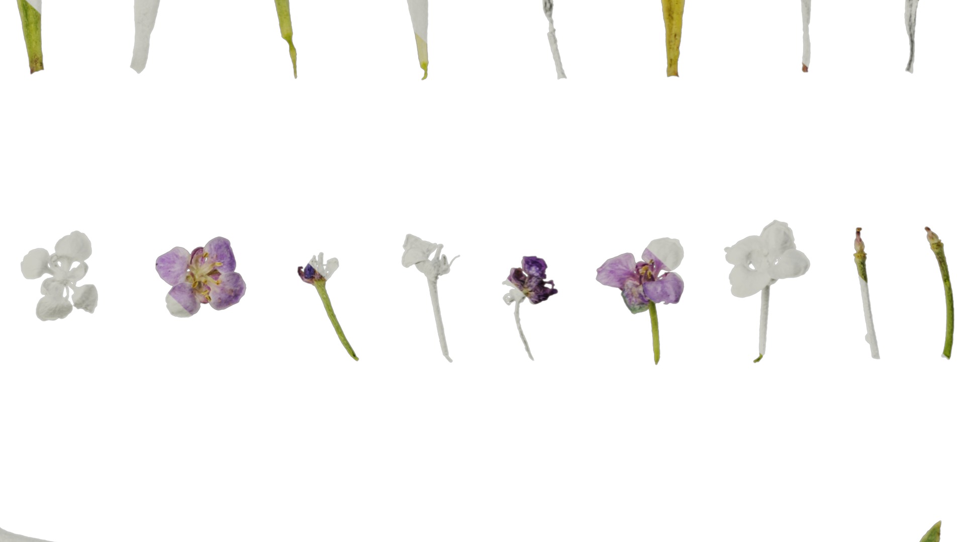 Anydrafts Lobularia maritima Atlas 05 Texture_6