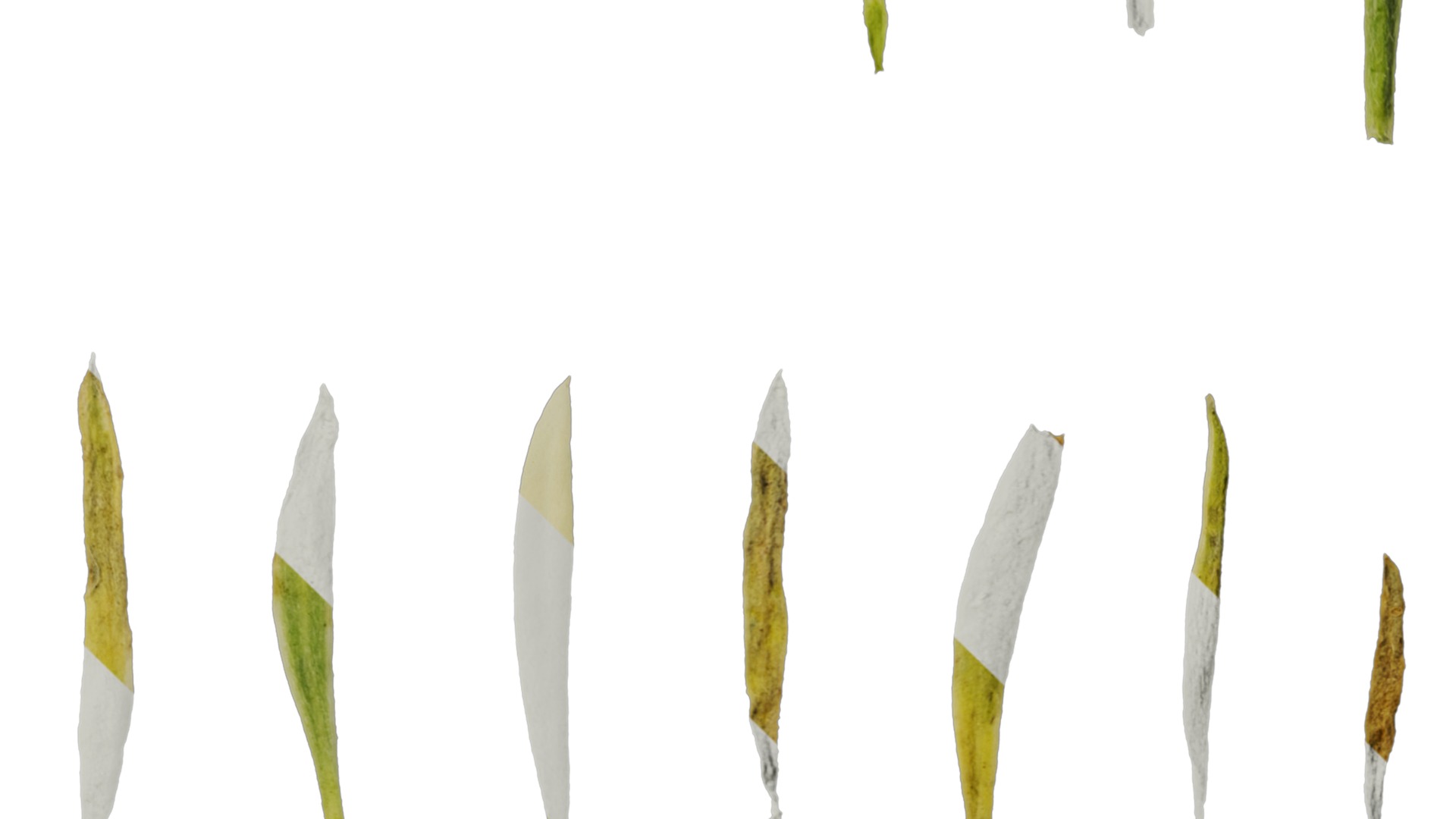 Anydrafts Lobularia maritima Atlas 05 Texture_4